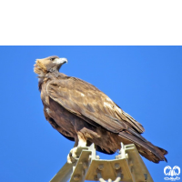 گونه عقاب طلایی Golden Eagle